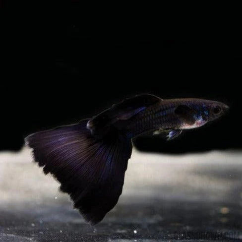Guppy Black Moscow