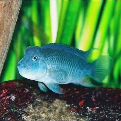 Steatocranus casuarius 2-3cm