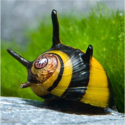Neritina Sun Snail