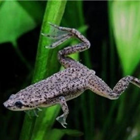 Rã Hymenochirus