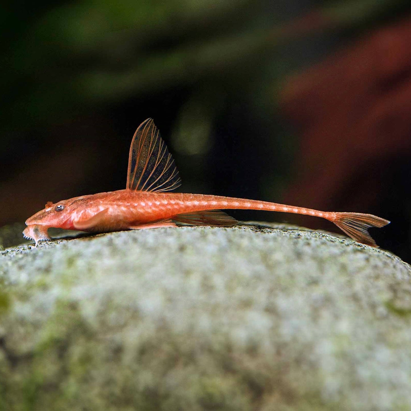 Rineloricaria Vermelha sp 8cm