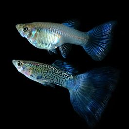 Guppys Cobra Azul (Casal)