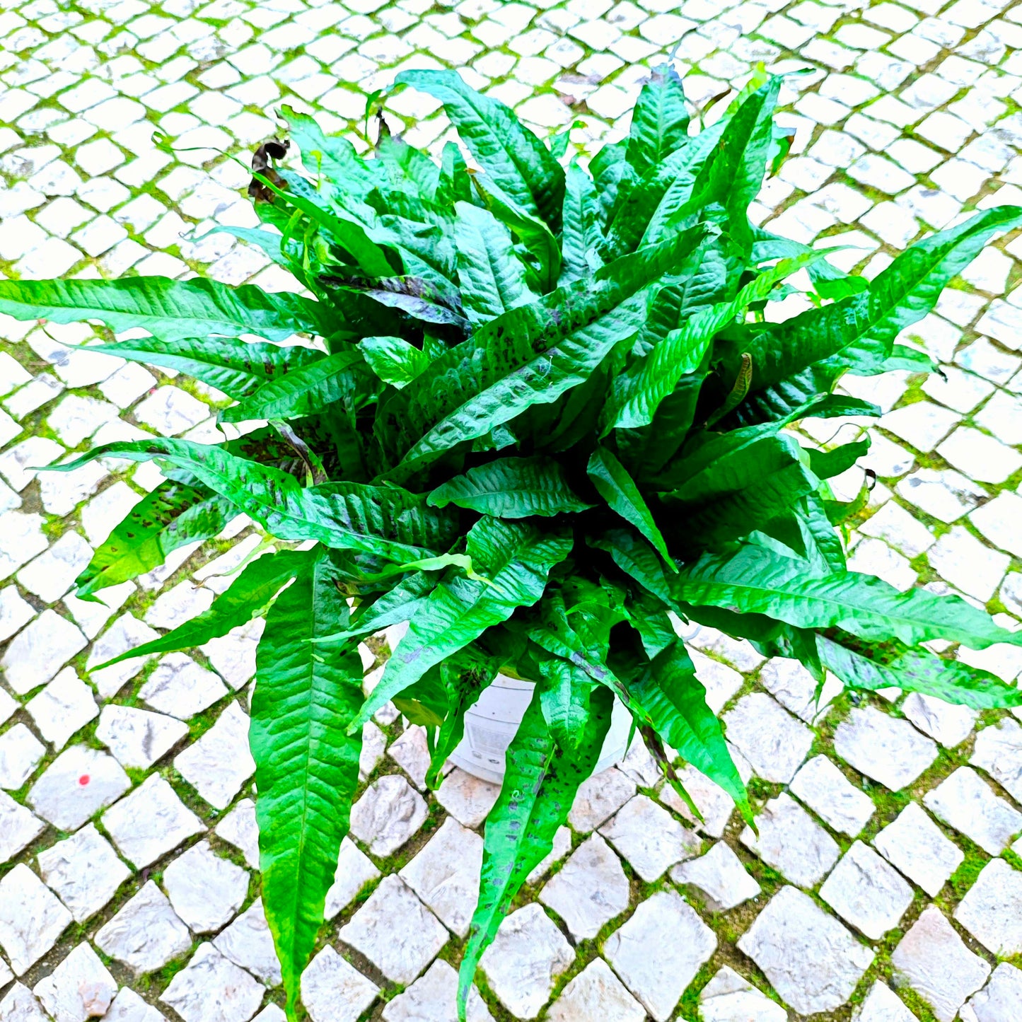 Microsorum pteropus XXXL (50x50x30cm)