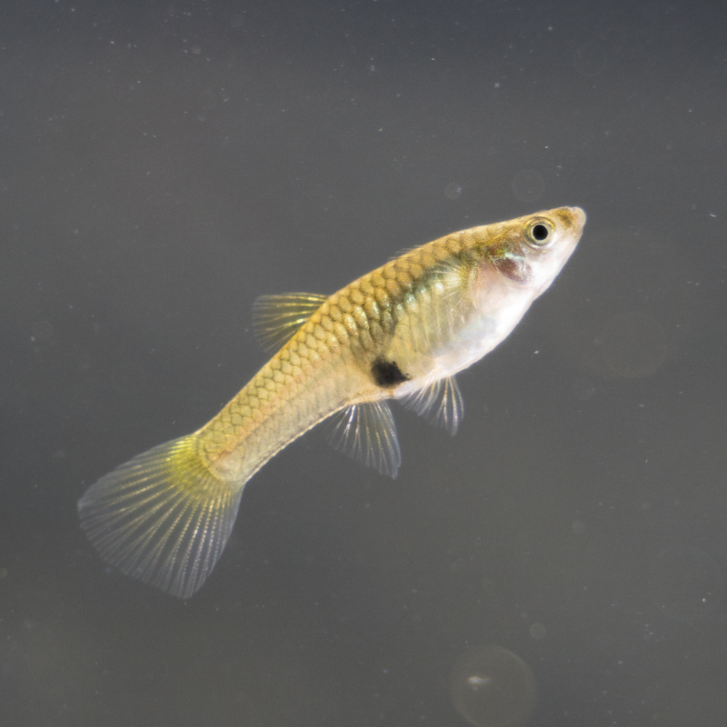 Guppys Endler Fêmea