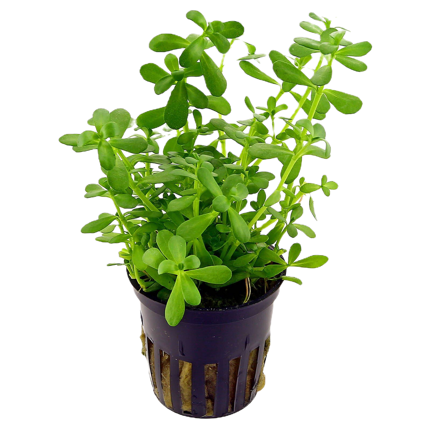 Bacopa monnieri