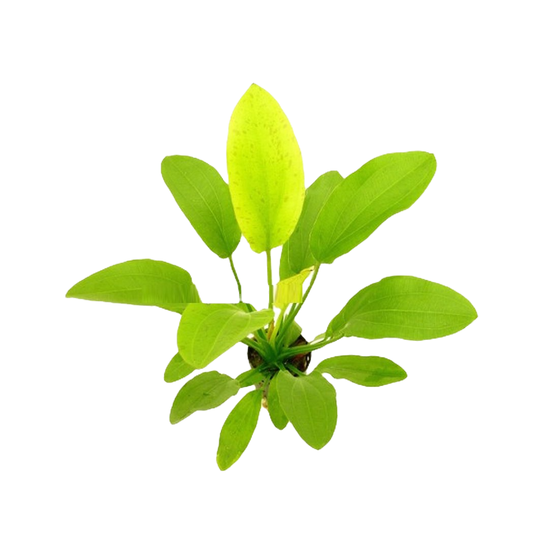 Echinodorus Yellow Sun