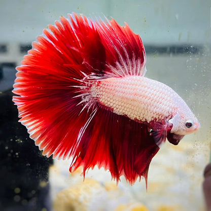 Bettas Halfmoon Red Dragon (Casal)