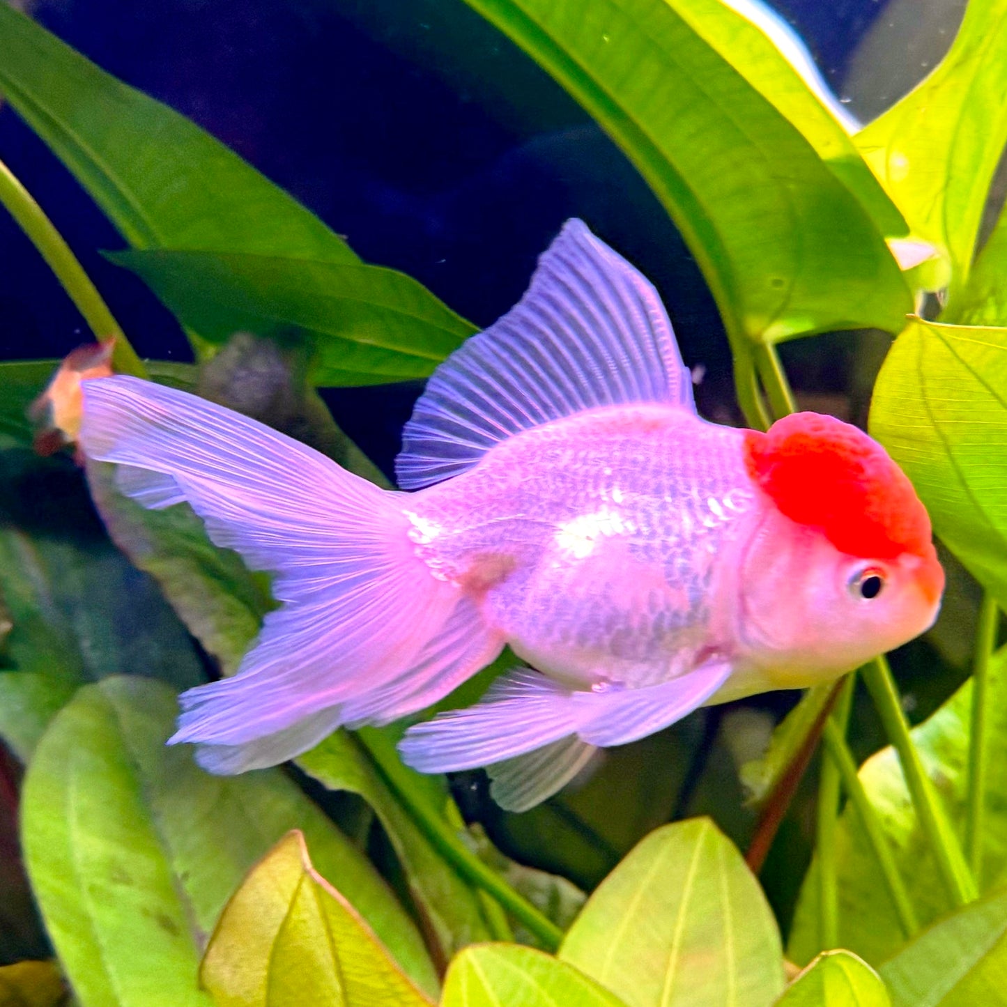 Oranda Capuchinho Vermelho 4-5cm