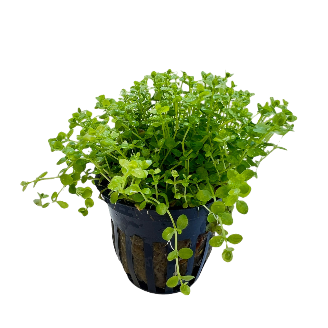 Micranthemum Monte Carlo