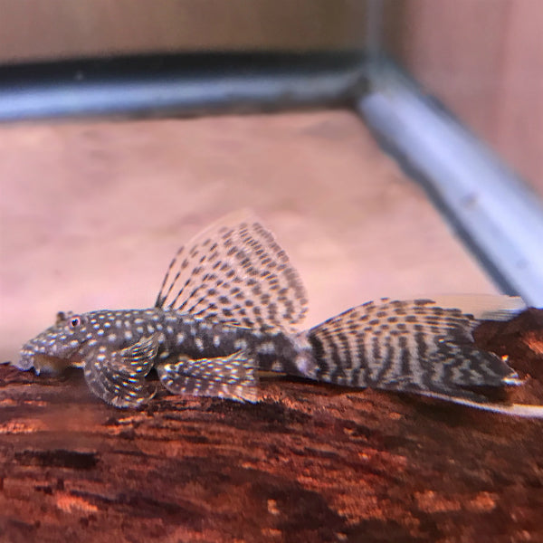 Ancistrus Black Long Fin 2cm
