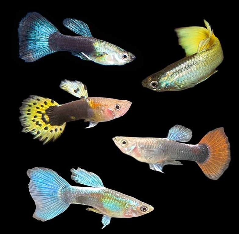 Guppys Sortidos