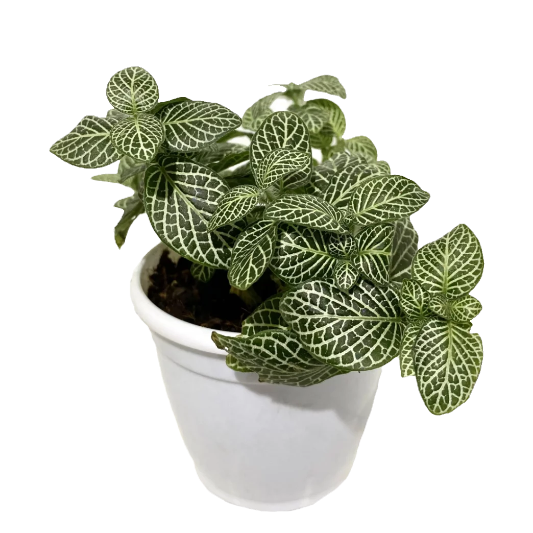 Fittonia green