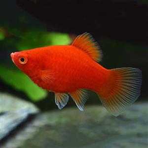 Platy Coral Vermelho