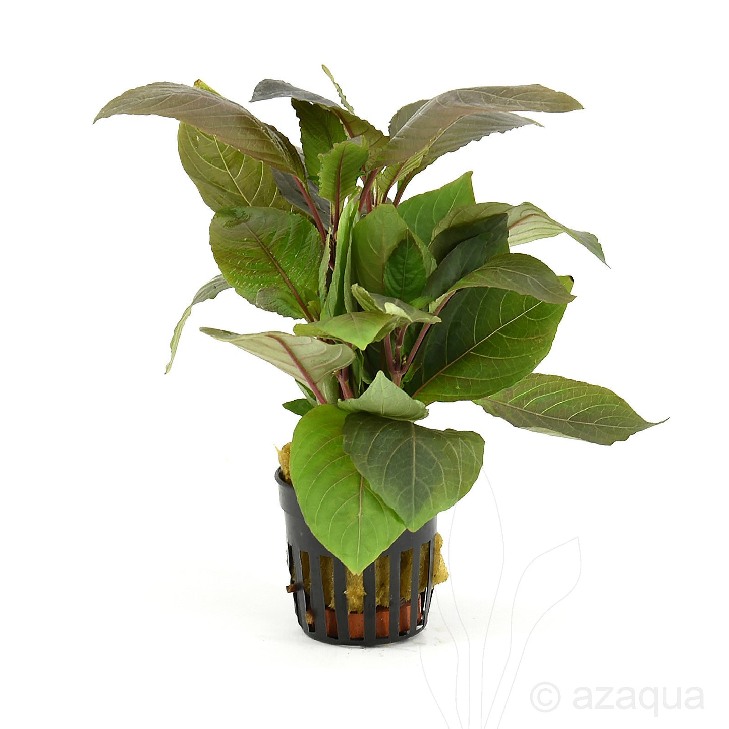Hygrophila corymbosa