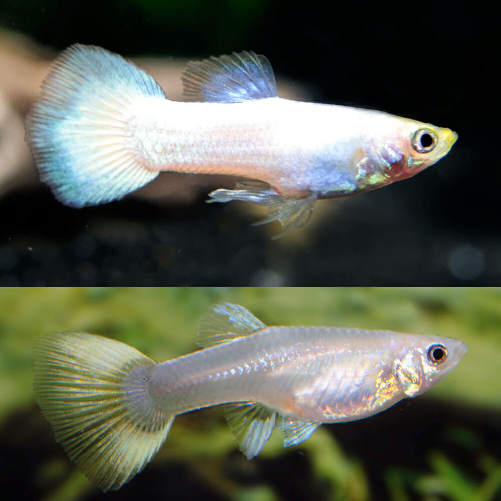 Guppys Snow White (Casal)
