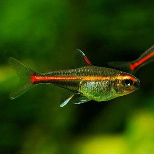 Tetra Neon Rosa