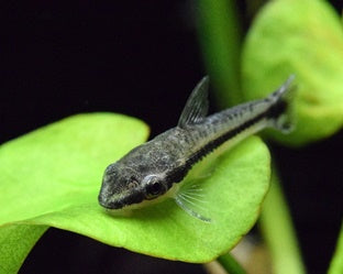 Otocinclus affinis
