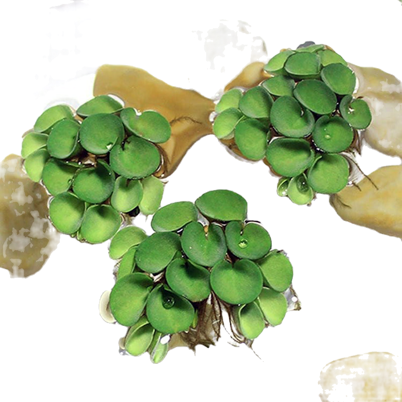 Salvinia cucullata (Dose)