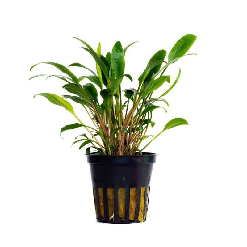 Cryptocoryne lucens