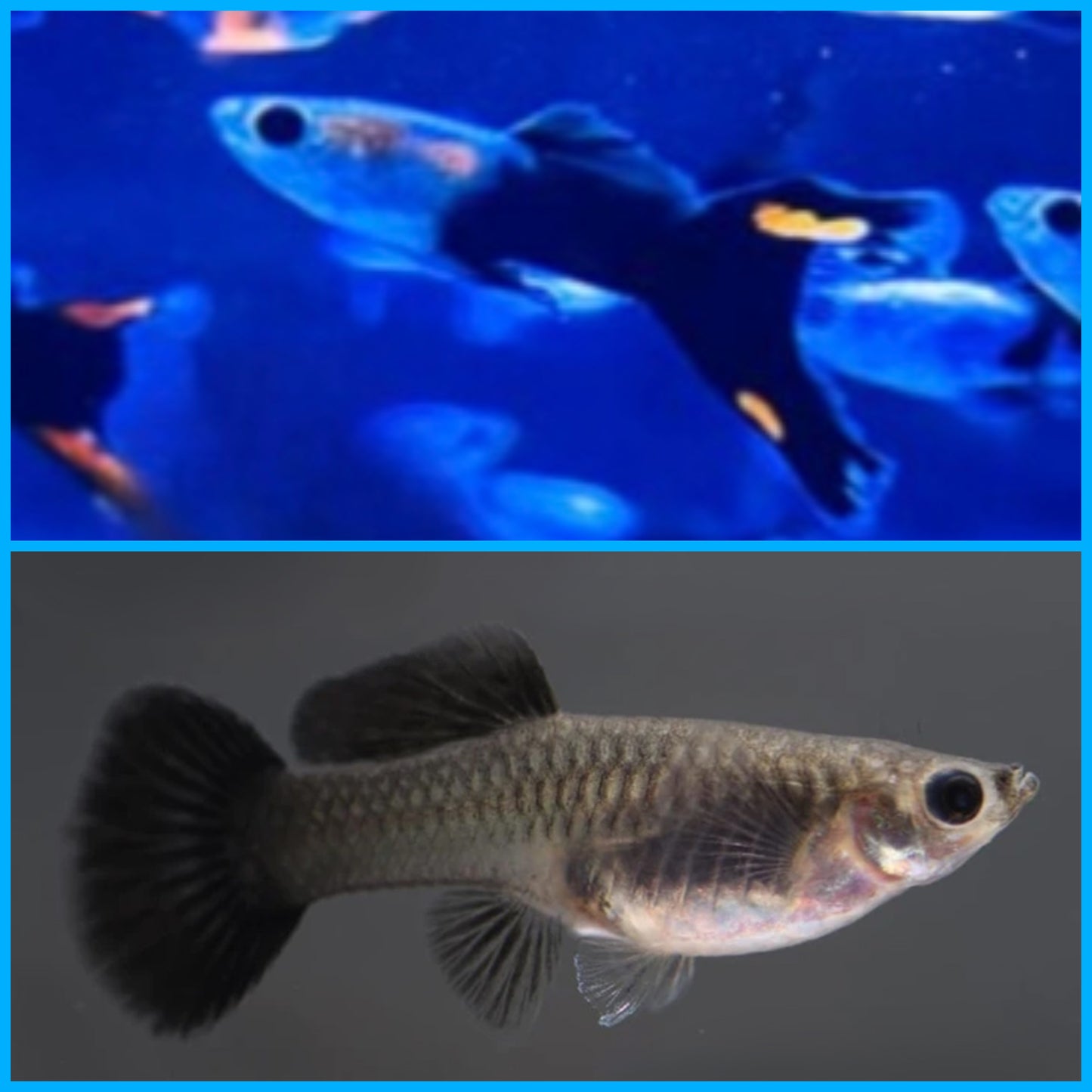 Guppys Black Devil x Full Black (Casal)