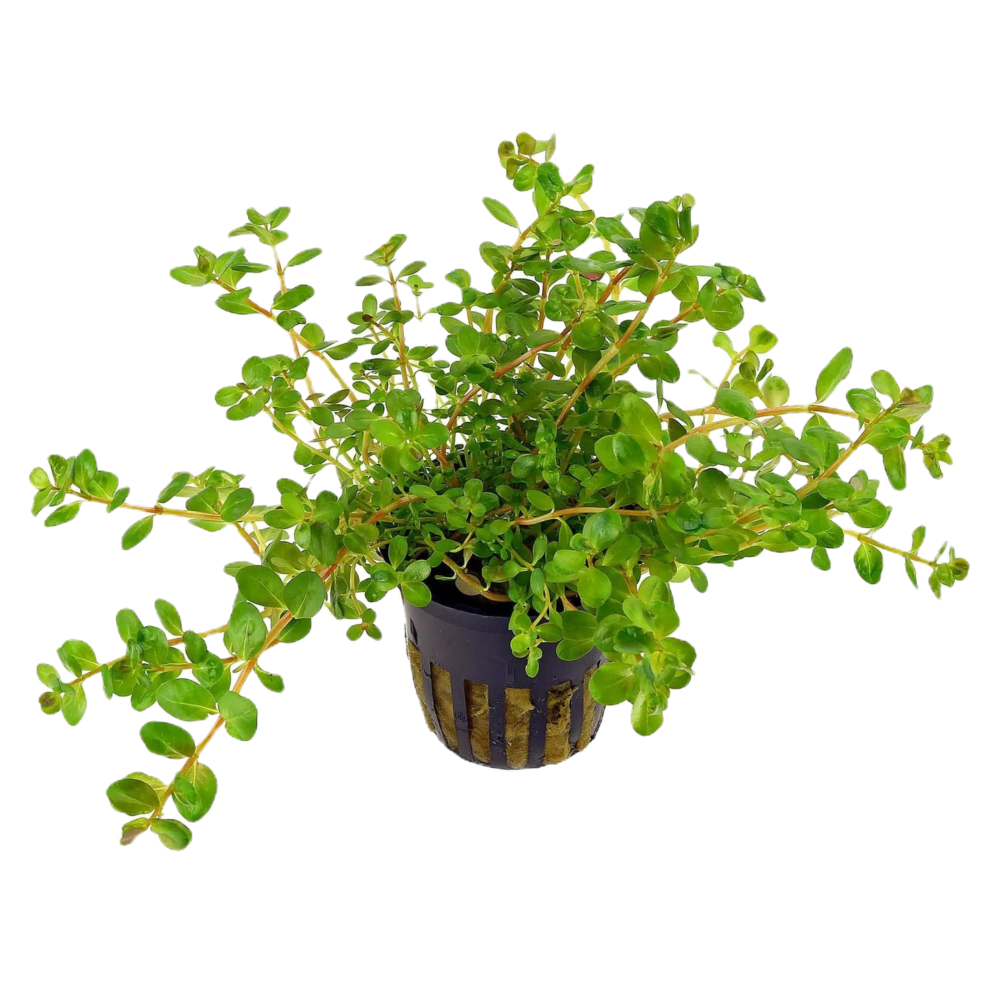 Rotala rotundifolia