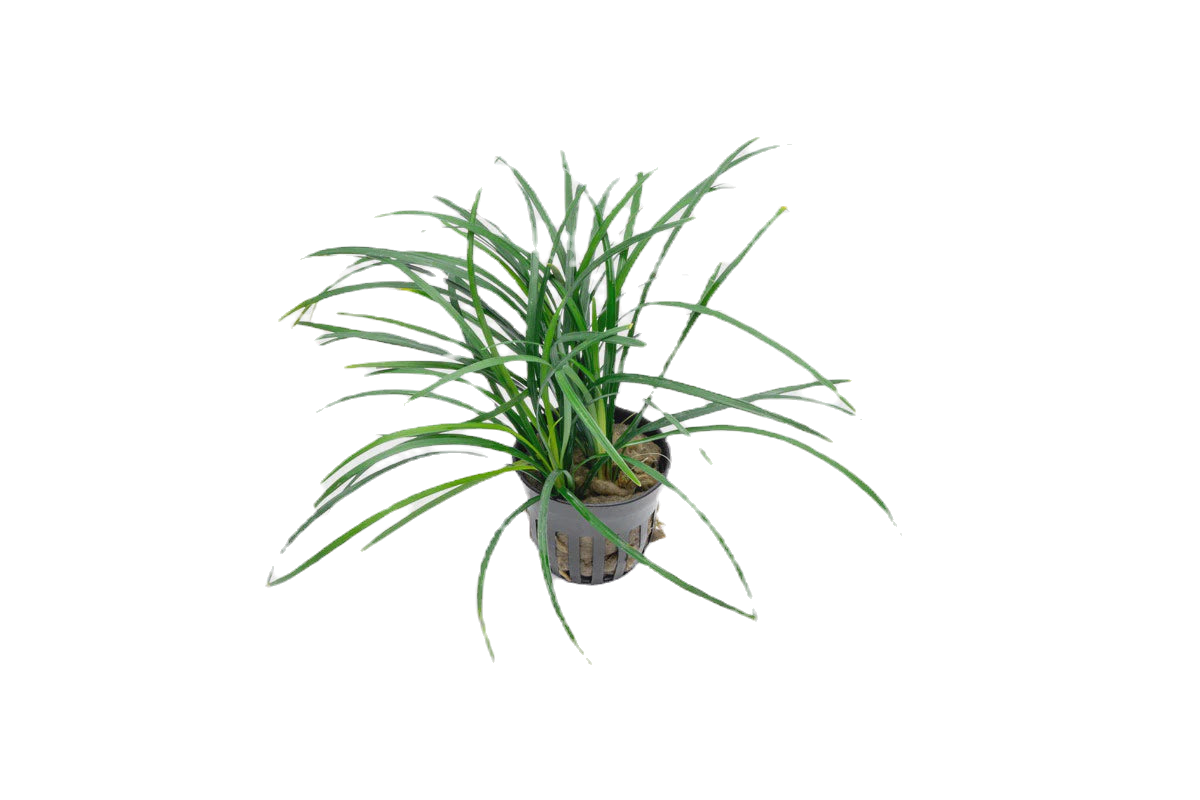 Ophiopogon japonicus