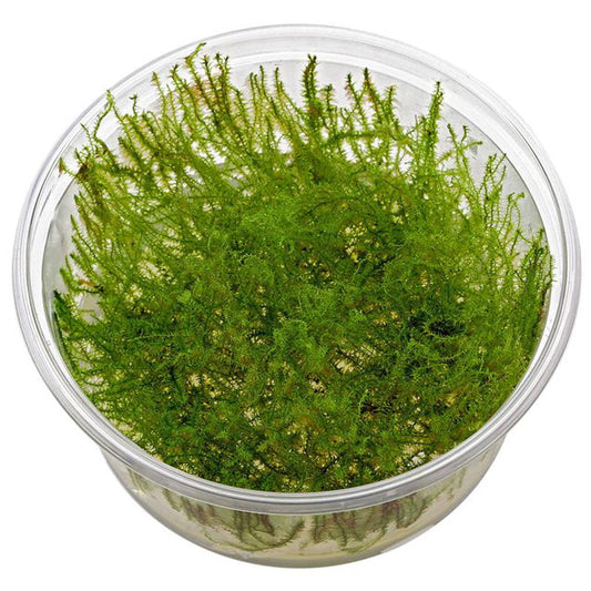 Musgo Stringy (In Vitro)