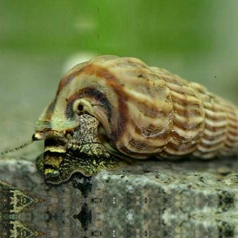 Cerithidea balteata sp. King
