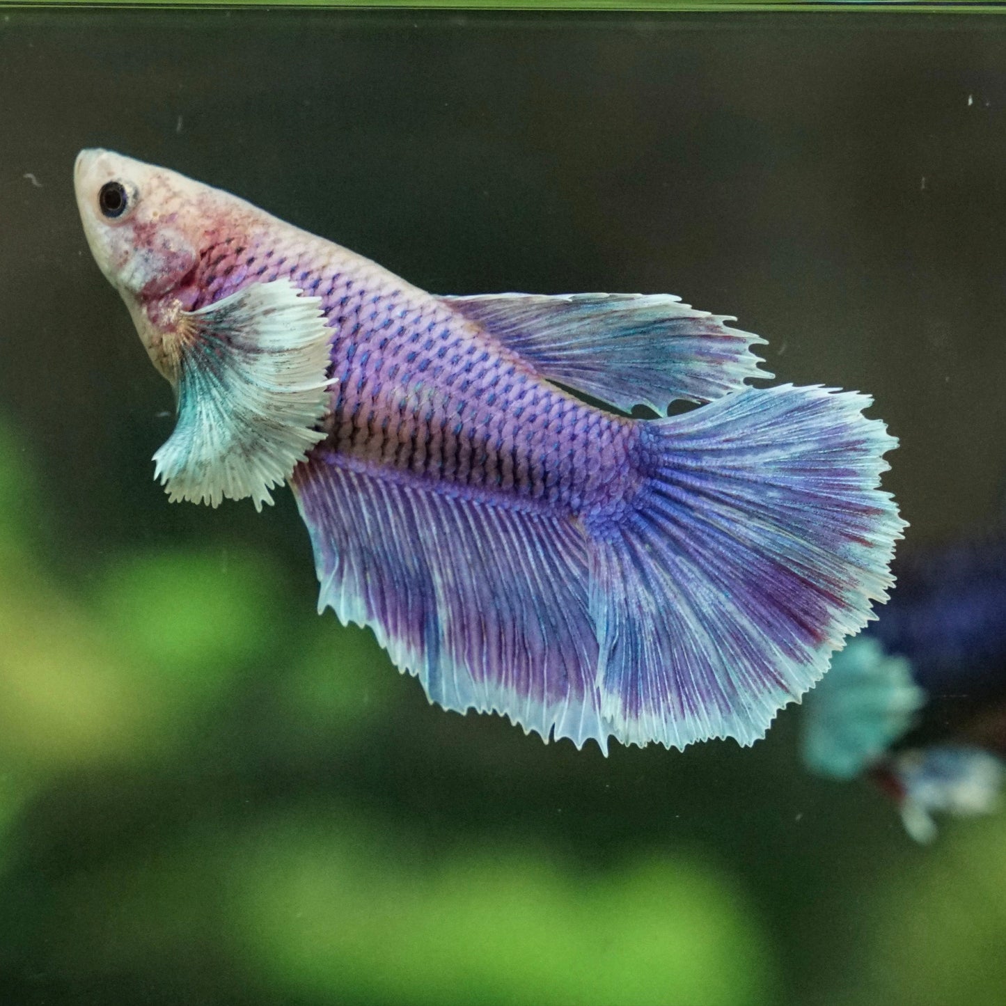 Betta Fêmea Dumbo Halfmoon