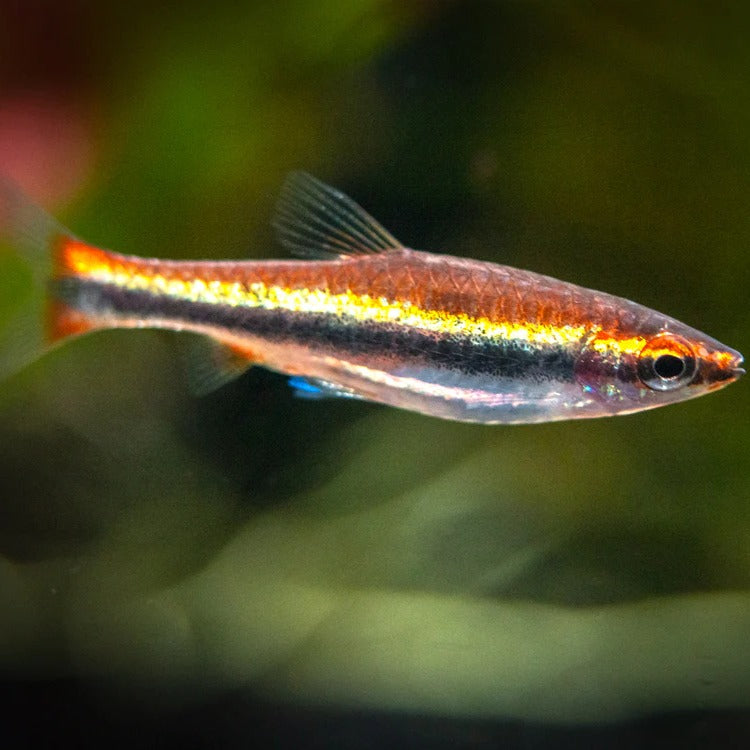 Peixe Lápis Vermelho