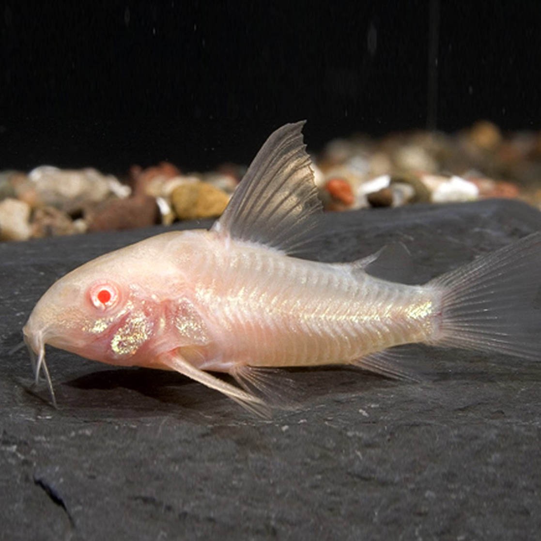 Corydora paleatus albina