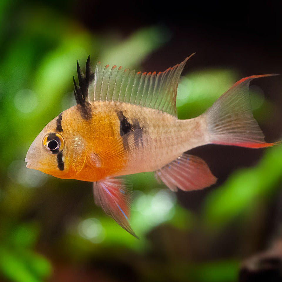 Ramirezi Boliviano