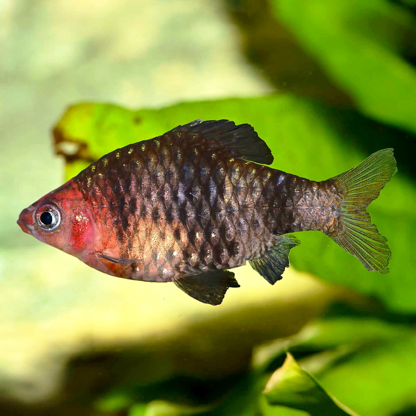 Barbo Rubi