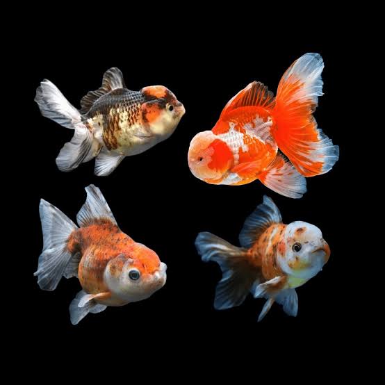 Oranda Sortido 4-5cm