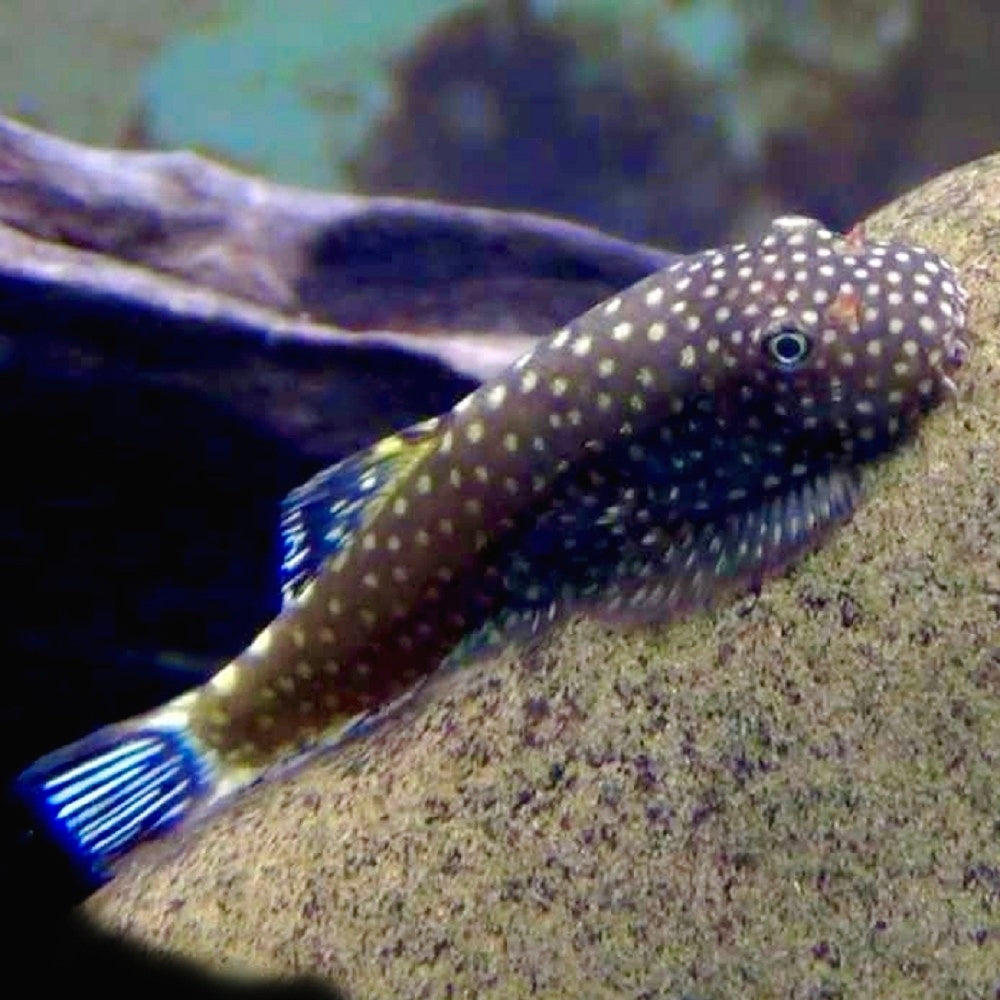 Gastromyzon punctulatus