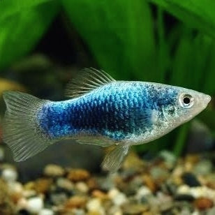 Platy Tuxedo Azul