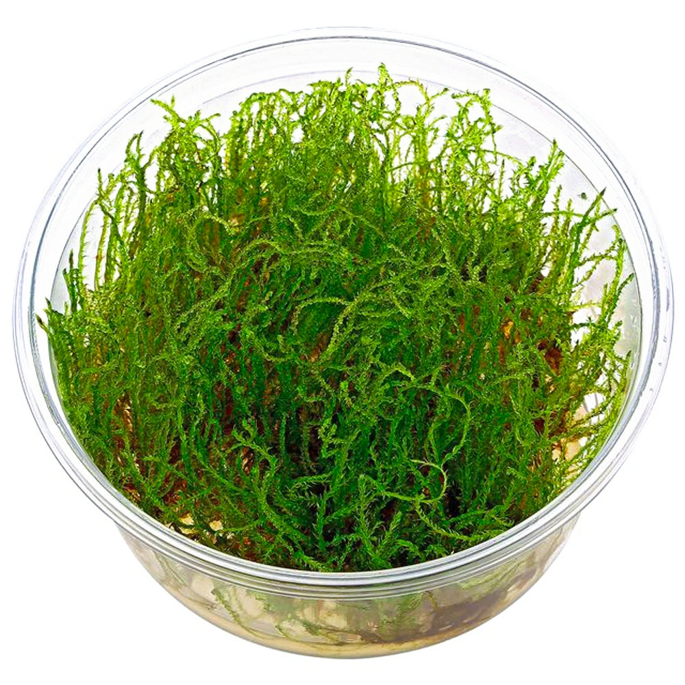 Musgo Weeping (In Vitro)