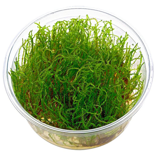 Musgo Creeping (In Vitro)