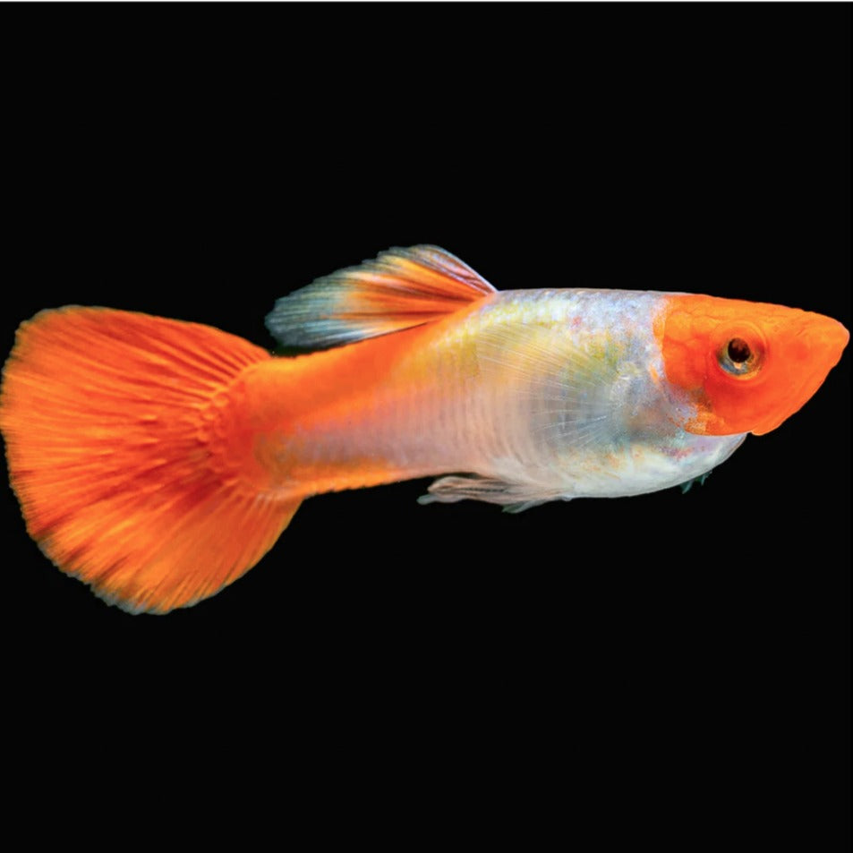 Guppys Capuchinho Vermelho (Casal)