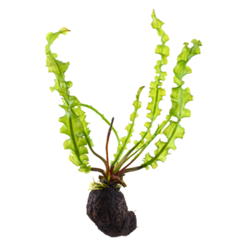 Aponogeton longiplumulosus
