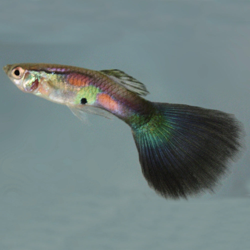 Guppys Purple Queen (Trio)