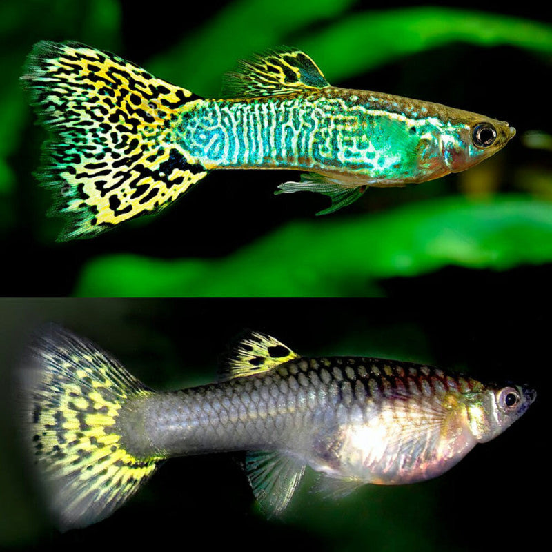 Guppys Cobra Verde (Casal)