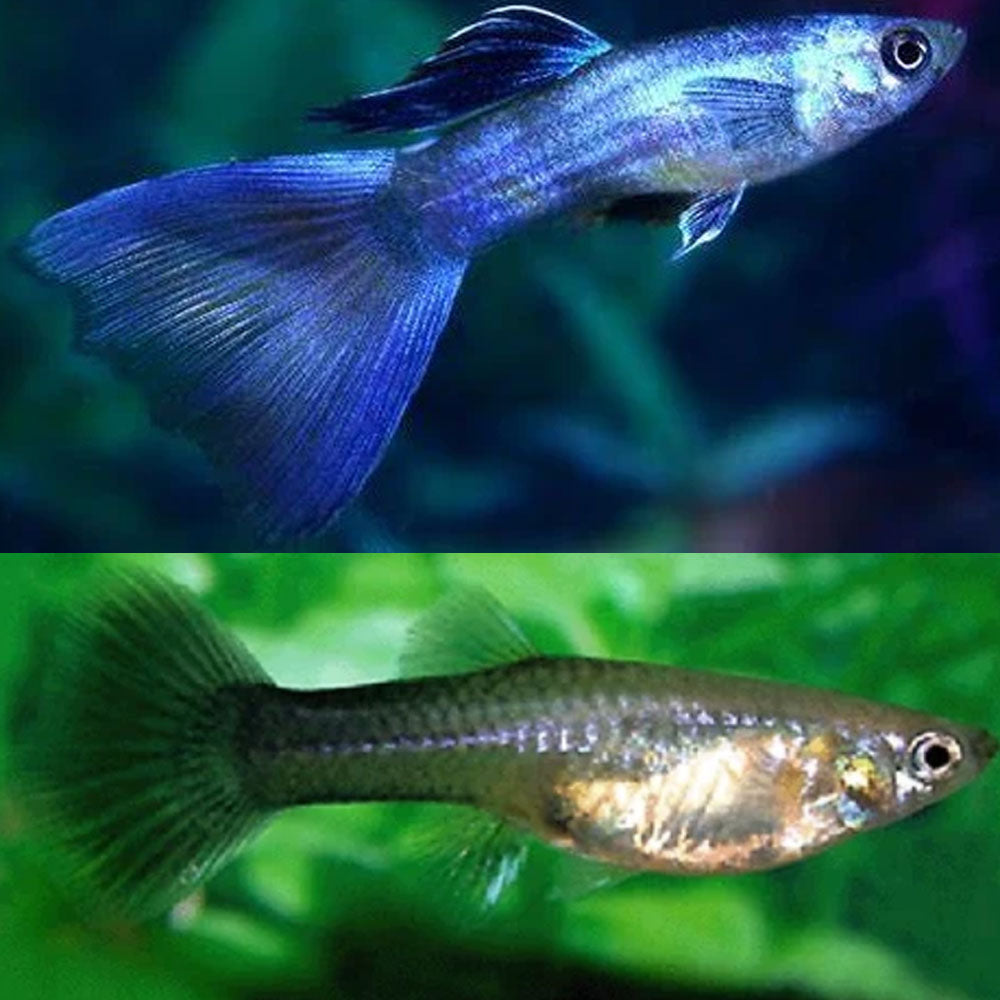 Guppys Blue Moscow (Trio)