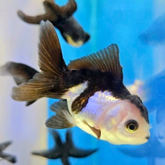 Oranda Panda 5cm