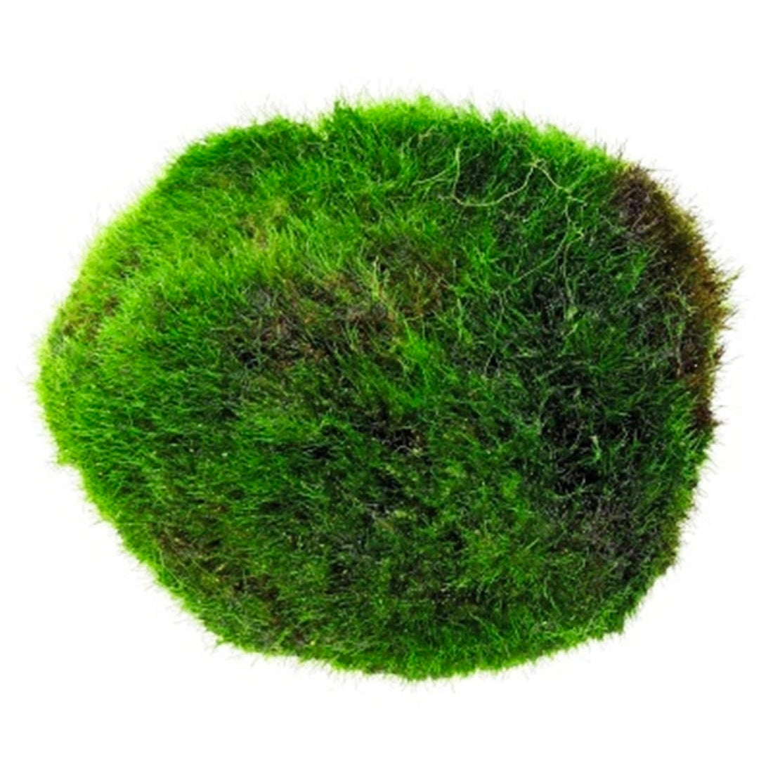 Bola de Musgo 3-4cm