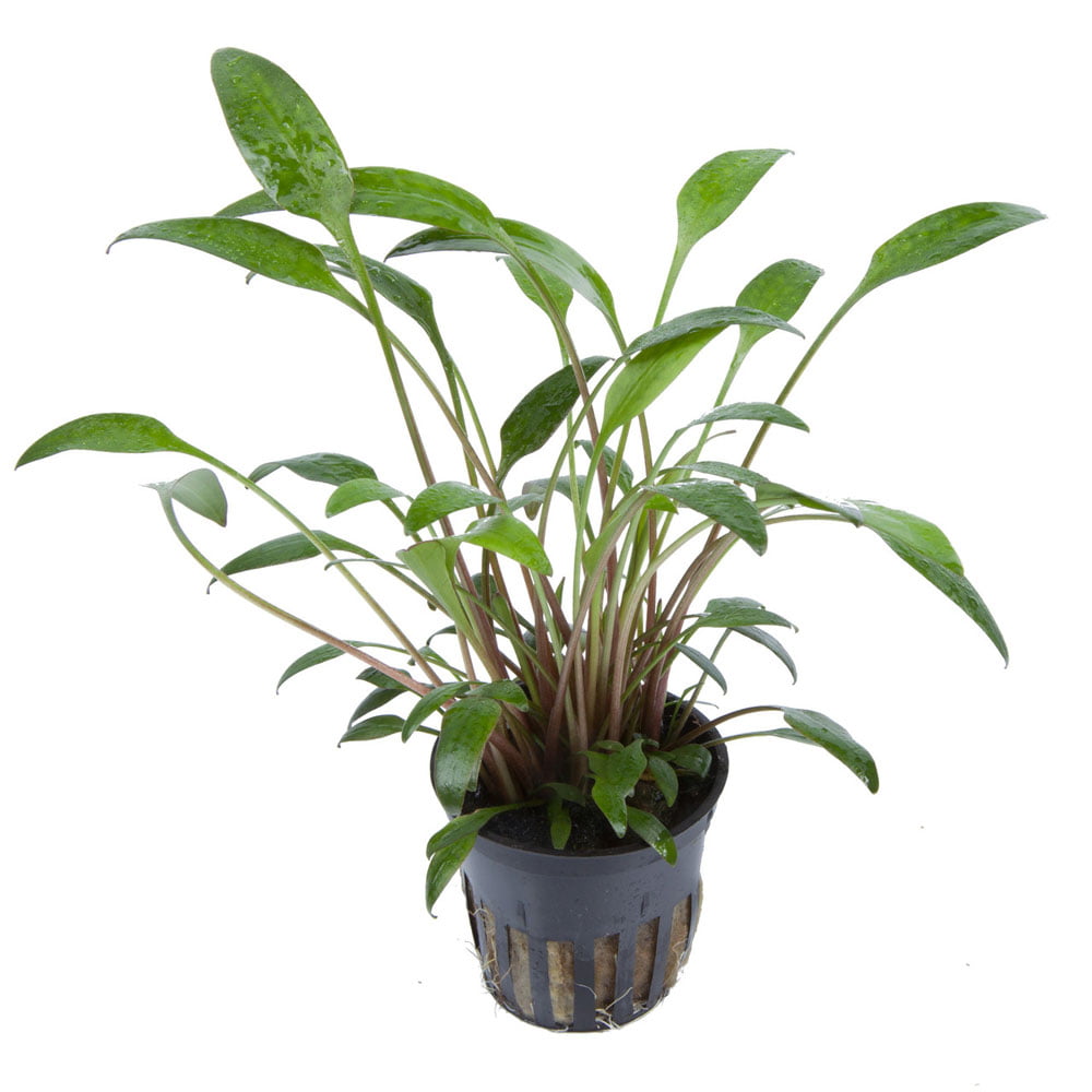 Cryptocoryne willissii