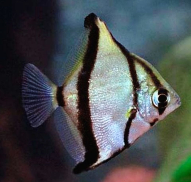 Monodactylus sebae