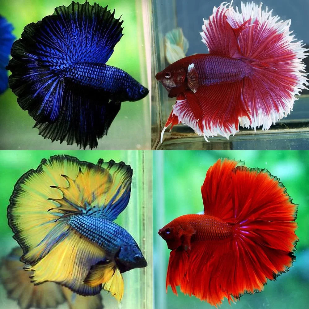 Betta Macho Halfmoon Sortido