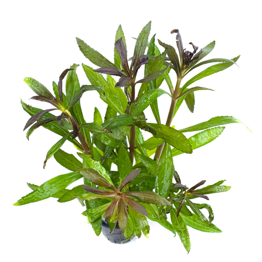 Pogostemon stellatus "Broad Leaf Red"