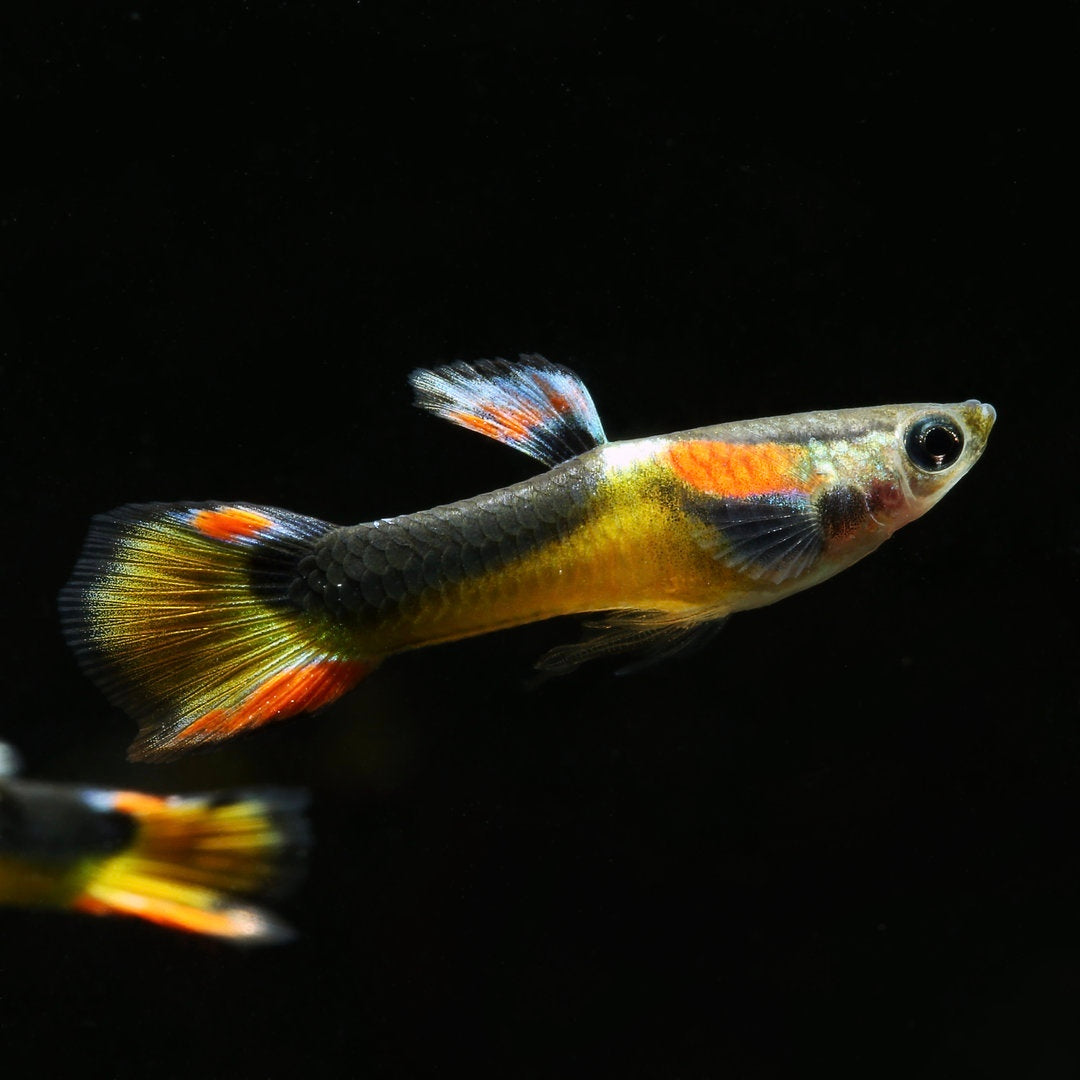 Guppy Endler Laranja Tuxedo Macho